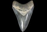 Serrated, Fossil Megalodon Tooth - Beautiful Enamel #84140-1